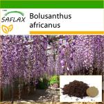 SAFLAX - Aafrika Wisteria puu - 15 seemet - Potisubstraadiga paremaks kasvatamiseks - Bolusanthus africanus