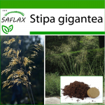 SAFLAX - Hiiglaslik sulghein - 10 seemet - Potisubstraadiga paremaks kasvatamiseks - Stipa gigantea