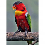 DIY Papagoi 5D Teemantmaal T&auml;is&uuml;mmargune puurlind Teemanttikandid Ristpistes Mosaiigikomplektid Seinakunst K&auml;sitsi valmistatud kingitus Full Round 60x90CM