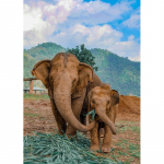 DIY 5D Teemantmaali Loomad Elevant Tikand Ristpistes Komplekt t&auml;is&uuml;mmarguse puur Mosaiik Seinakunst Vaigust Kingitus Kodukaunistus Full Round 20x30CM