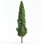 50 Graines de Cypr&egrave;s d'Italie (Cupressus sempervirens stricta) - SemiSauvage Permaculture