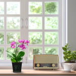 12 tk. L&auml;bipaistev orhideepotikomplekt Orhidee hingav piludega plastikust taimepott Dragaga &scaron;ampanjav&auml;rvi