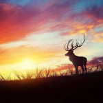 Teemanttikandid Pika sarvega hirve seinakleebised Kodukaunistus 30x30CM