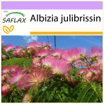 SAFLAX Pinc Acacia - 50 seemet - Albizia julibrissin