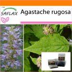 SAFLAX - Aed kotis - Korea piparm&uuml;nt - 1200 seemet - Substraadiga sobivas p&uuml;stises kotis - Agastache rugosa