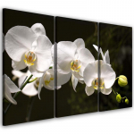 Kolmeosalise pildiga l&otilde;uendiprint Orchid Flowers Nature White 60x40 mitmev&auml;rviline