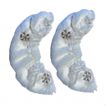 Uisutera katted Protector Uisukate iluuiskudele Golden Snowflakes