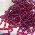 Plastikust 50 tk/partii 4 cm L&otilde;hnaga punane ussipeibutis Pehme s&ouml;&ouml;t Worms kalastustarbed Grub kalam&auml;nguasjad