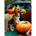 5D DIY Teemantmaal Uus Loomade Teemanttikandid Ristpistes Kotkapildid kivikividest K&auml;sitsi valmistatud kingitus Full Round 20X30CM punane