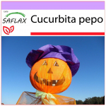 SAFLAX - K&otilde;rvits - Latern K&otilde;rvits - 10 seemet - Cucurbita pepo