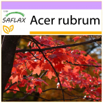 SAFLAX - Punane vaher - 20 seemet - Acer rubrum