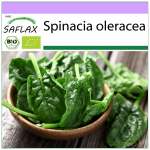 SAFLAX &ndash; Orgaaniline &ndash; Spinat &ndash; Matador &ndash; 300 seemet &ndash; Spinacia oleracea
