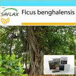 SAFLAX &ndash; kinkekomplekt &ndash; India banjanipuu &ndash; 20 seemet &ndash; Koos kinkekarbi, kaardi, etiketi ja potisubstraadiga &ndash; Ficus benghalensis