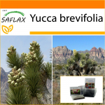 SAFLAX - Aed kotis - Joshua Tree - 10 seemet - Substraadiga sobivas p&uuml;stijas kotis - Yucca brevifolia