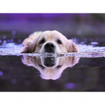 DIY 5D Teemantmaal Koer t&auml;isring puur Teemanttikandid Loom Ristpistes Pilt Mosaiik Rhinestones Kodukaunistus Full Round 20x30CM