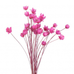 Kaunis lillekimp Ei n&auml;rbunud romantiline UV-kindel