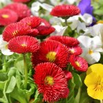 Pool-topelt p&uuml;siv punane karikakar, ilusad lilleseemned aeda, 0,1g