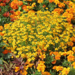 Saialille Tagetes Lulu seemned 0,5g lilli aeda