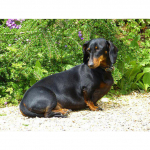 Koer 5D DIY Teemantmaal T&auml;is &uuml;mmargune vaik Loom Taks Teemanttikandid Ristpistes Komplektid K&auml;sitsi valmistatud kingitus Kodukaunistus Full Round 20X30CM