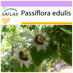 SAFLAX - Passion Fruit - 40 seemet - Passiflora edulis