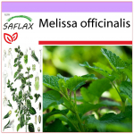 SAFLAX - Sidrunmeliss - 150 seemet - Melissa officinalis