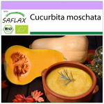 SAFLAX &ndash; Orgaaniline &ndash; Suvik&otilde;rvits &ndash; V&otilde;ip&auml;hkel &ndash; 6 seemet &ndash; Cucurbita moschata