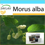SAFLAX - Kingikomplekt - Valge mooruspuu - 200 seemet - Koos kinkekarbi, kaardi, etiketi ja potisubstraadiga - Morus alba