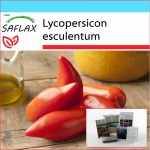 SAFLAX - Kingikomplekt - Tomat - Cornue des Andes - 10 seemet - Koos kinkekarbi, kaardi, etiketi ja potisubstraadiga - Lycopersicon esculentum