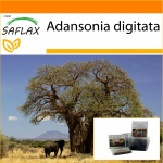 SAFLAX - Aed kotis - Aafrika ahvileivapuu - 6 seemet - Substraadiga sobivas p&uuml;stijas kotis - Adansonia digitata