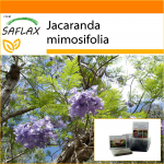 SAFLAX - Aed kotis - Jacaranda - 50 seemet - Substraadiga sobivas p&uuml;stijas kotis - Jacaranda mimosifolia