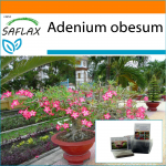 SAFLAX - Aed kotis - Bonsai - K&otilde;rberoos - 8 seemet - Substraadiga sobivas p&uuml;stijas kotis - Adenium obesum