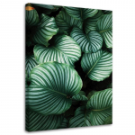 L&otilde;uendiprint Monstera Tropical Leaves 40x60 roheline