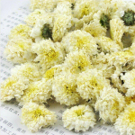 Orgaaniline Premium Huang Shan Tribute valge kr&uuml;santeemi tee kuivatatud lillede tee 250g