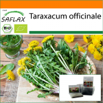 SAFLAX - Aed kotis - Orgaaniline - V&otilde;ilill - 400 seemet - Substraadiga sobivas p&uuml;stijas kotis - Taraxacum officinale