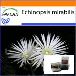 SAFLAX - Aed kotis - Kummardamise lill - 40 seemet - Substraadiga sobivas p&uuml;stijas kotis - Echinopsis mirabilis