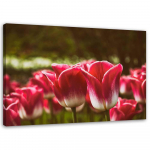 L&otilde;uenditr&uuml;kk Red Tulip Blossom 60x40 roosa