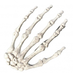 &Otilde;udus Katkised Luud K&auml;si Skelett Halloweeni Pidu Kummitusmaja Baar N&otilde;iduslikud Rekvisiidid