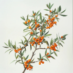 50 graines d'Argousier (Hippophae rhamnoides) - SemiSauvage Permaculture