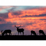 Teemantmaaling v&otilde;ilille t&auml;isruudukujuline mosaiikkunst p&auml;ikeseloojangu teemanttikand maastiku pilt rhinestone'i kodukaunistusest Full Round 20X30CM punane