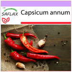 SAFLAX - Chili - De Cayenne - 20 seemet - Capsicum annum