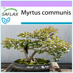 SAFLAX - Bonsai - t&otilde;eline m&uuml;rt - 30 seemet - Myrtus communis