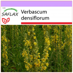 SAFLAX &ndash; suure&otilde;ieline mullein &ndash; 500 seemet &ndash; Verbascum densiflorum