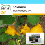 SAFLAX - kinkekomplekt - Love Apple / Nipplefruit - 10 seemet - Koos kinkekarbi, kaardi, etiketi ja potisubstraadiga - Solanum mammosum