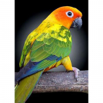 DIY Papagoi 5D Teemantmaal T&auml;is&uuml;mmargune puurlind Teemanttikandid Ristpistes Mosaiigikomplektid Seinakunst K&auml;sitsi valmistatud kingitus Full Round 60x90CM