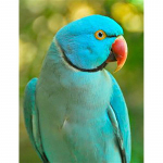 5D DIY Teemantmaaling Papagoi T&auml;is&uuml;mmargune &uuml;mmargune puur Linnud Loomade Teemanttikandid Ristpistes Mosaiigikomplektid K&auml;sitsi valmistatud kingitus Full Round 60x90CM