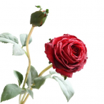 Suurep&auml;rane simulatsioonilill Kaunis, pehme realistlik v&auml;limus punane