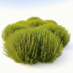 300 Graines de Kochie &agrave; Balai