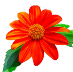 35 Mehhiko p&auml;evalilleseemnet &ndash; poolmetsik permakultuur