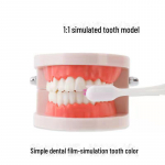 &Otilde;petlik hambamudel lastele &ndash; hambaharjamise m&auml;nguasi Ordinary dental model