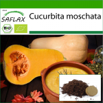 SAFLAX - Orgaaniline - Suvik&otilde;rvits - Butternut - 6 seemet - Potisubstraadiga paremaks kasvatamiseks - Cucurbita moschata